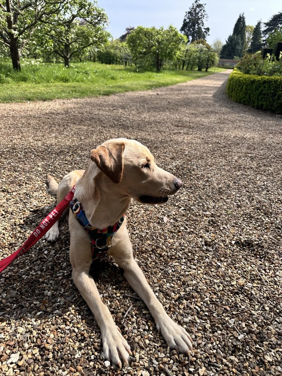 A dog lying down and staring at another dog can be experiencing many different emotions. Understanding the reason behind the behaviour is often more important than the behaviour itself.