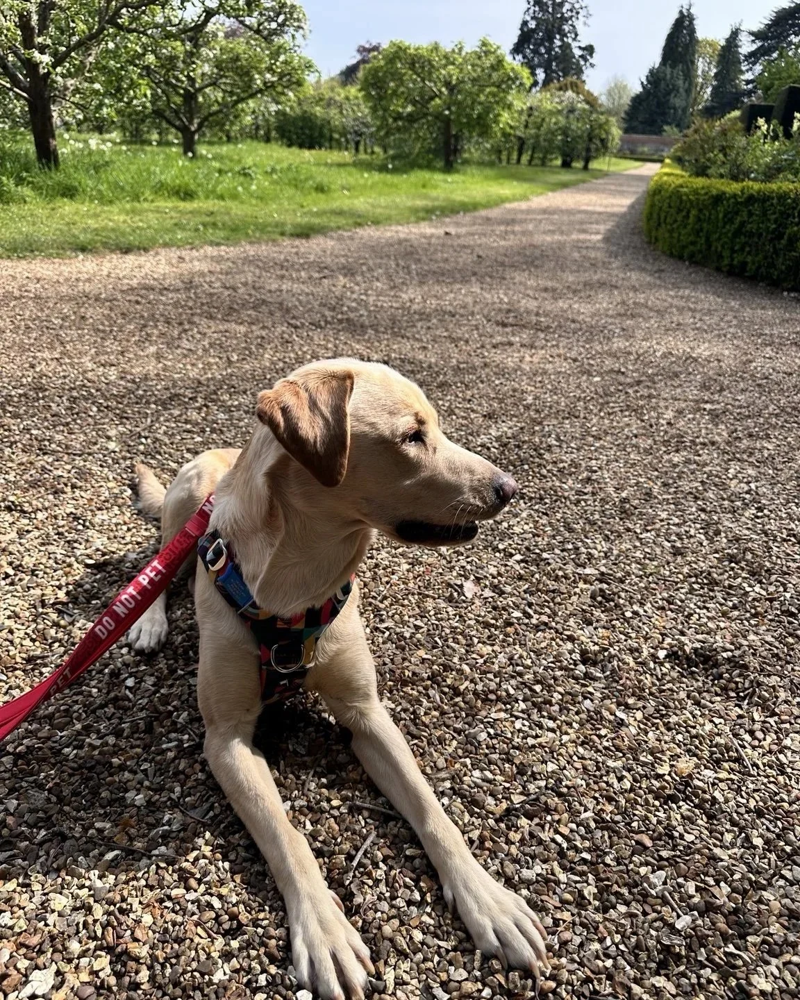 Why Does My Dog Lie Down and Stare at Other Dogs? 
