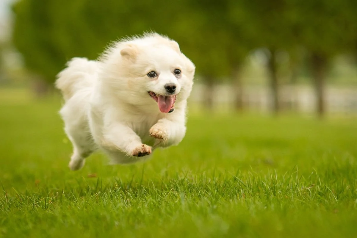 Are Puppy Zoomies Normal? Understanding Your Puppy’s Energy Bursts