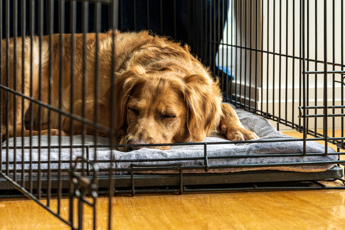 Does Crate Training Help With Anxiety?