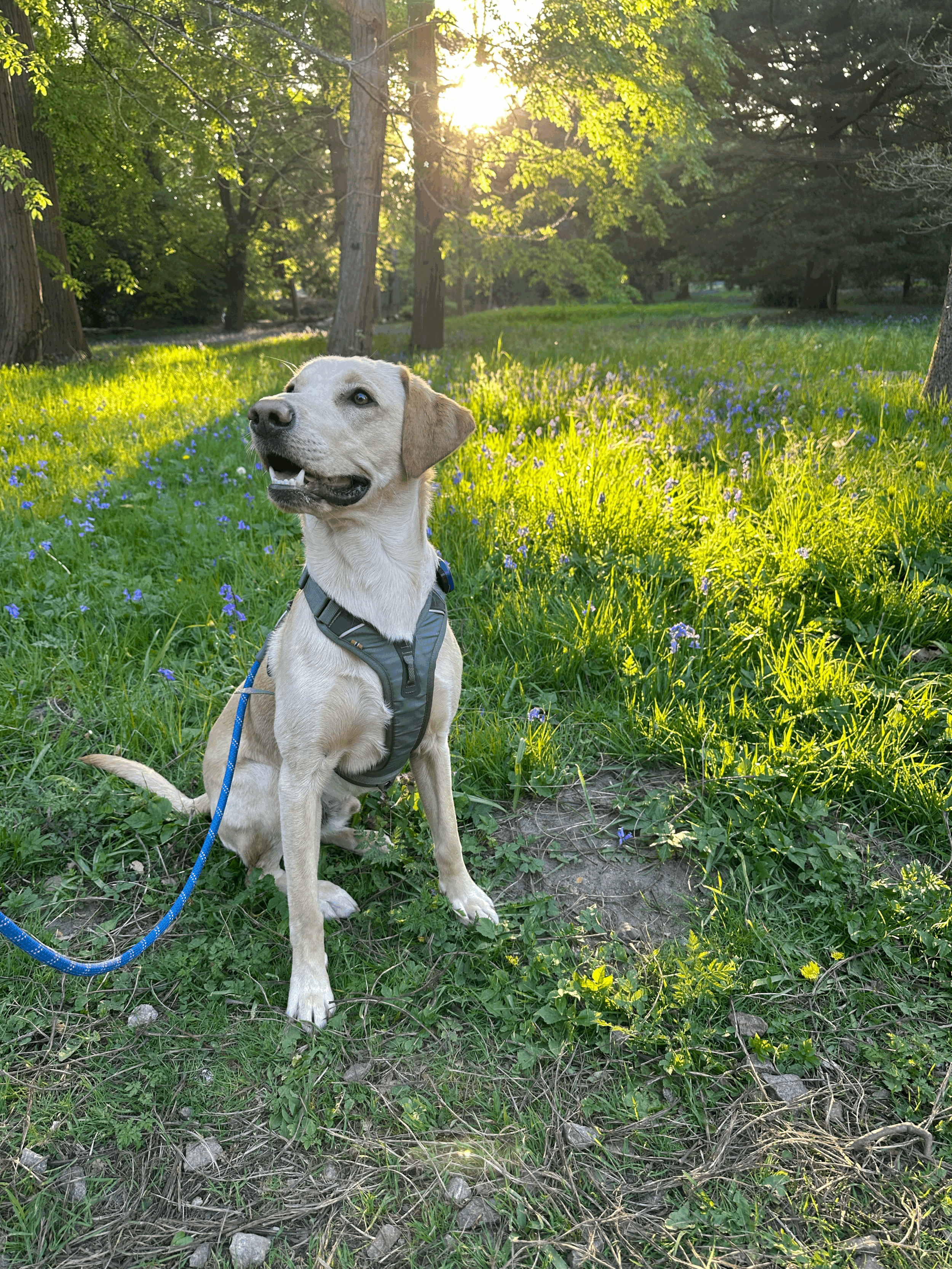 When Dog Behaviour Problems Aren't Just About Training