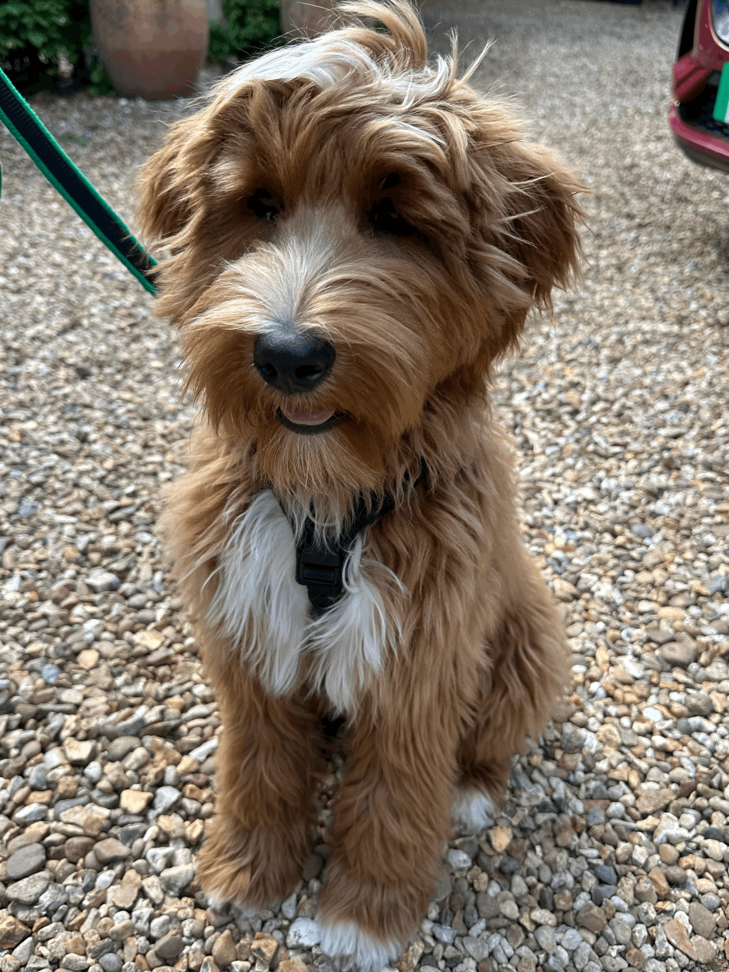 Why Does My Puppy Sit Down on Walks?