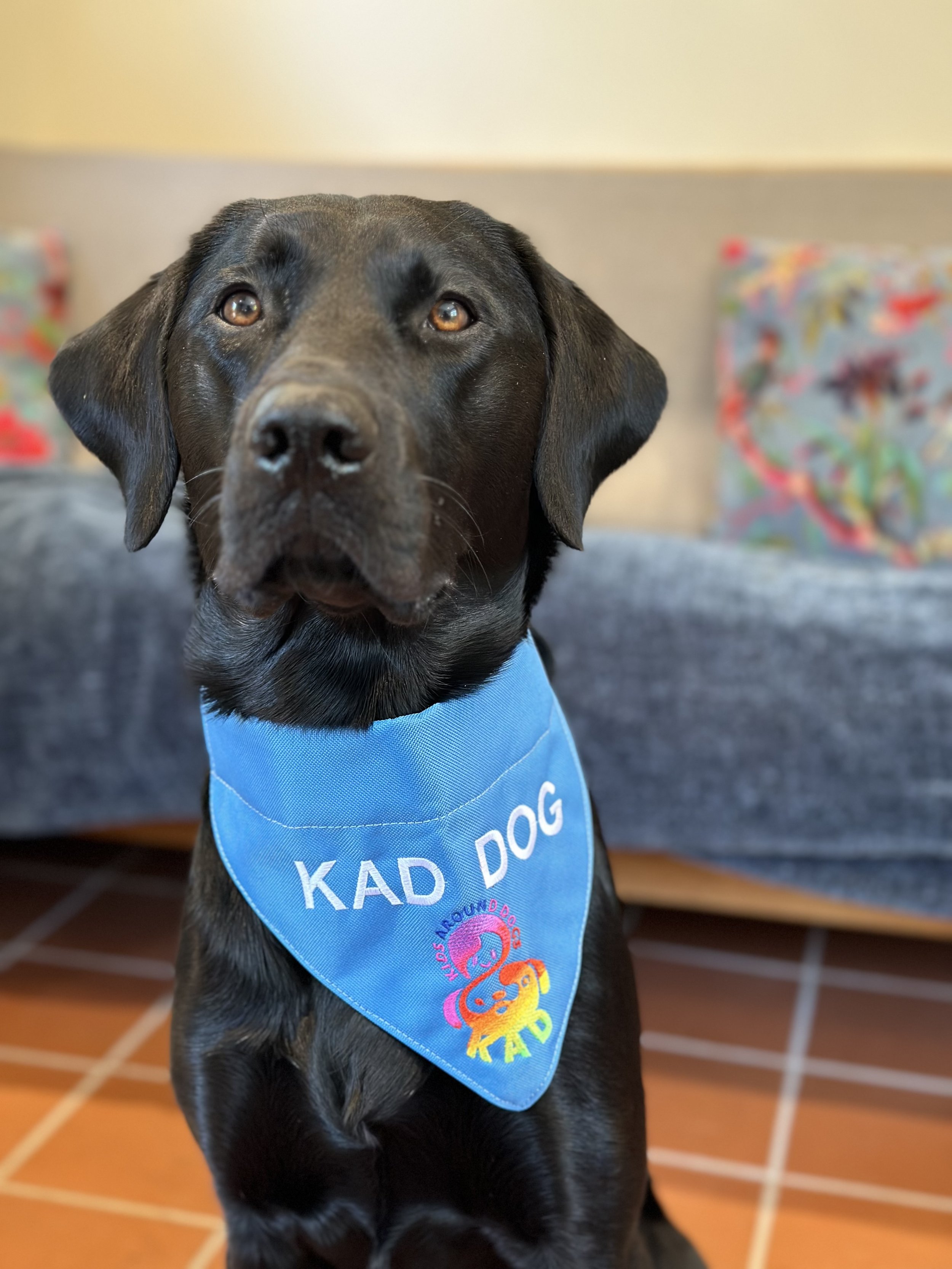 Archie, a black Labrador and Kids Around Dogs KAD dog, wearing his blue KAD bandana.