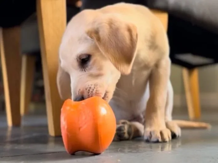 Taking something familiar and enjoyable can help some dogs feel more relaxed whilst waiting for an appointment