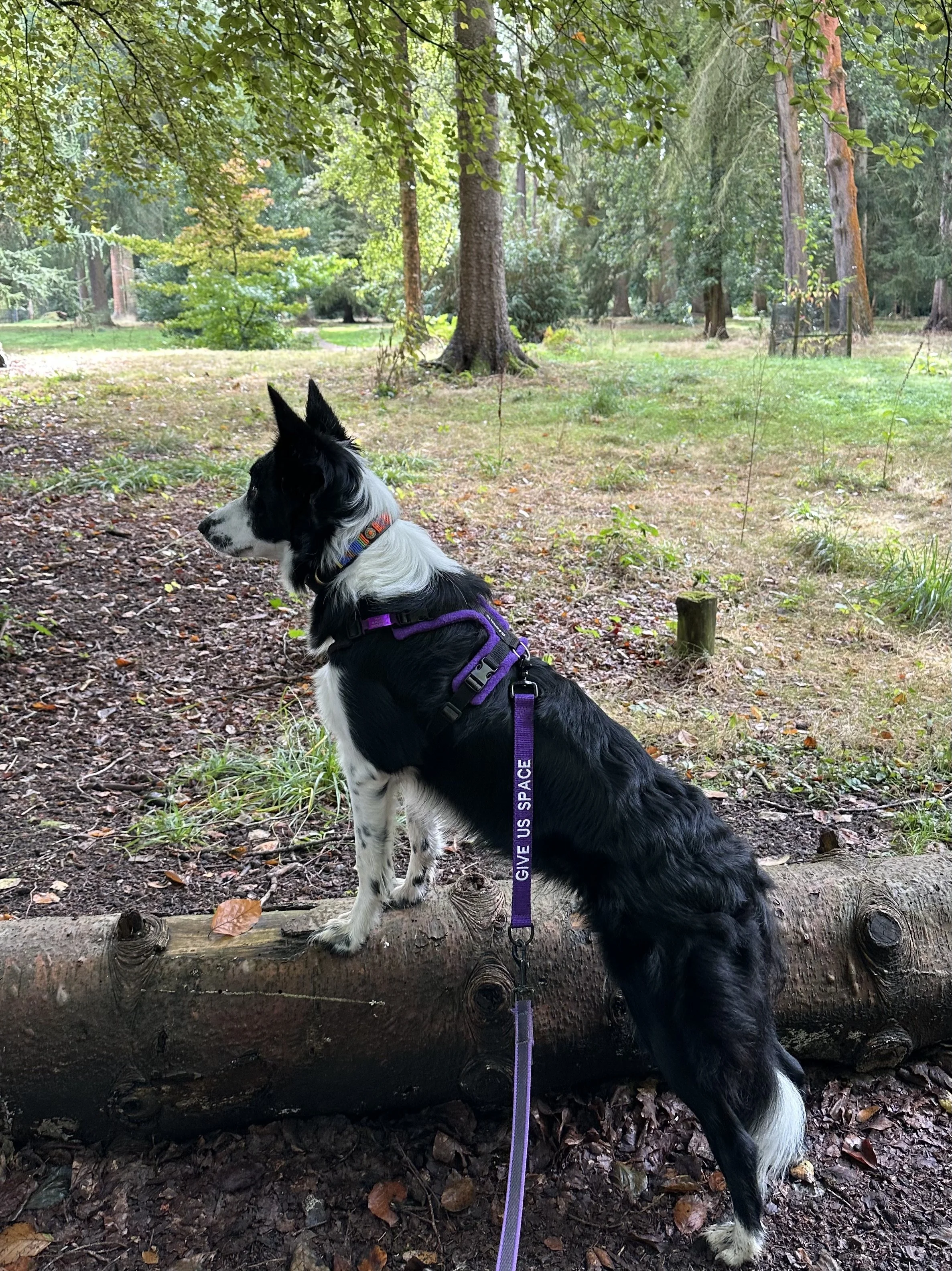 A reactive dog briefly pausing and taking in the environment