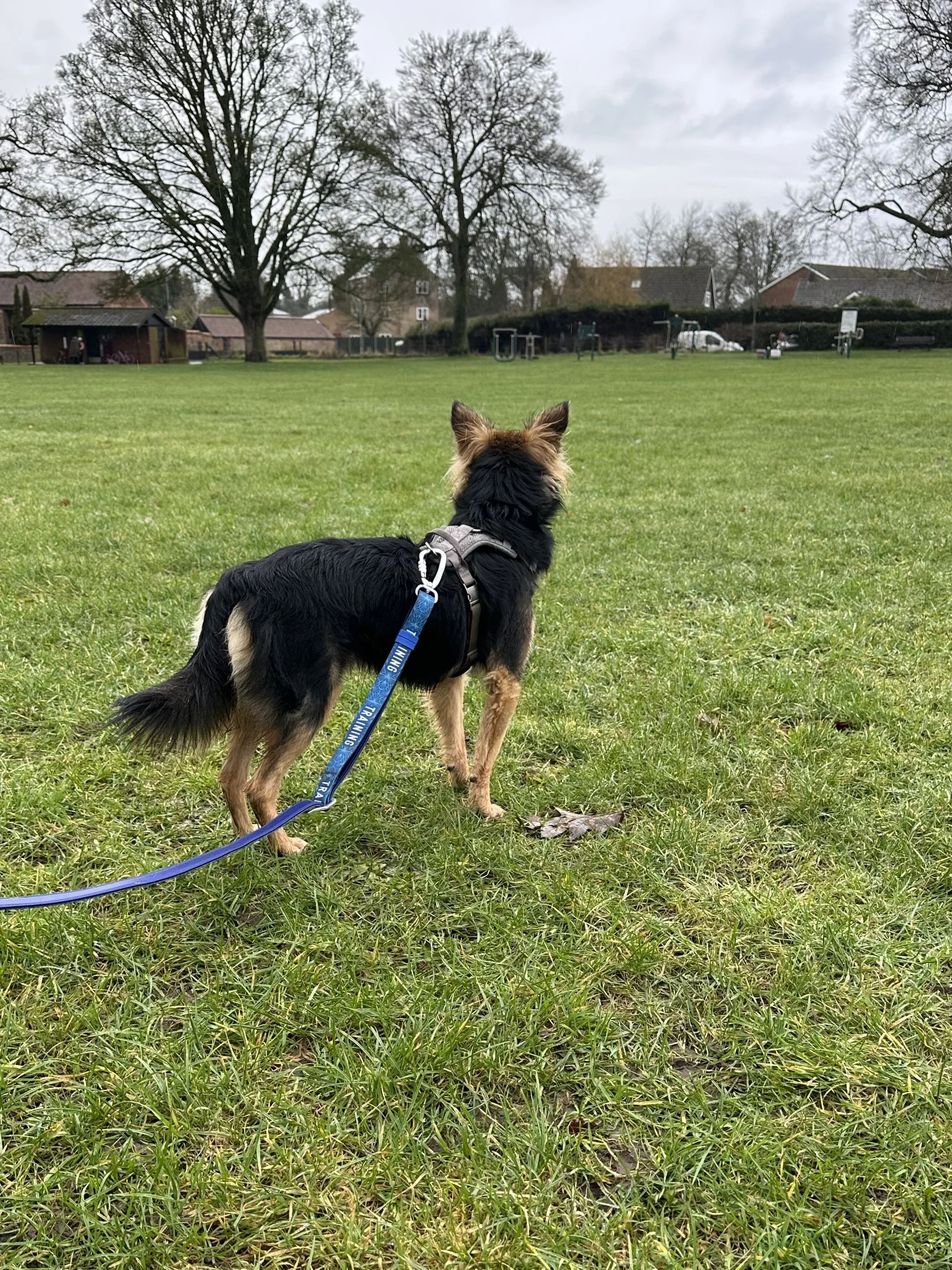 Working in suitable outdoor spaces so dogs can learn and practice skills