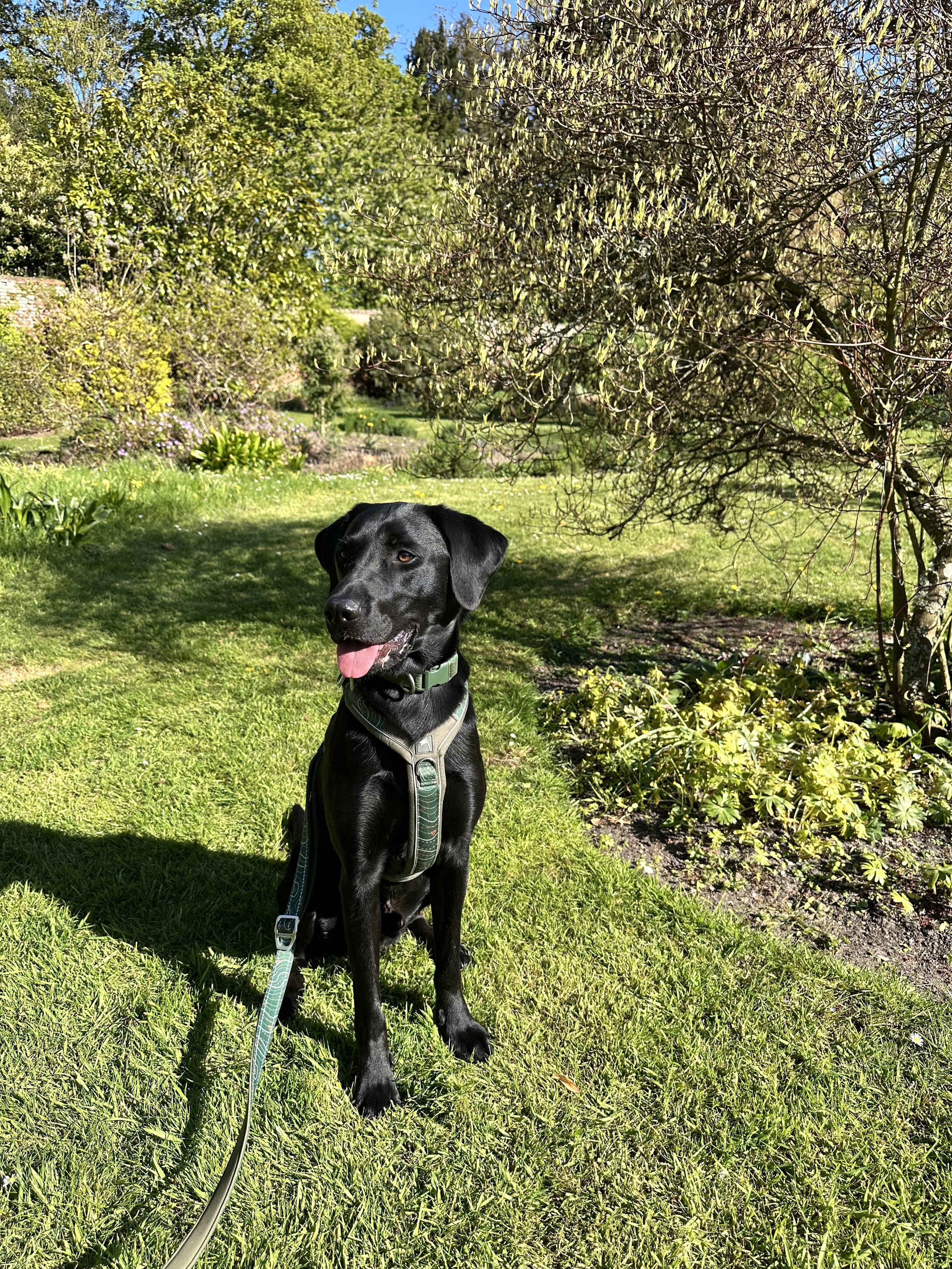 Black Labrador Archie sitting in a sunny garden wearing a green harness.