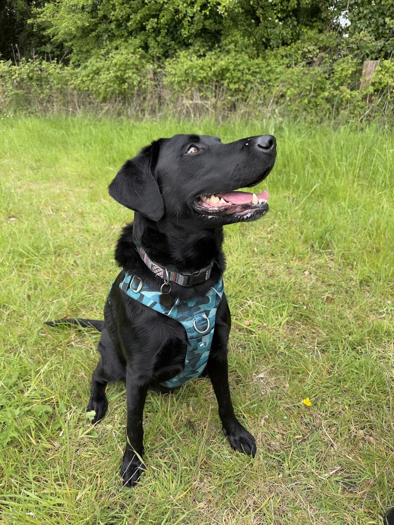 Black Labrador checking in with their owner during an outdoor training walk.