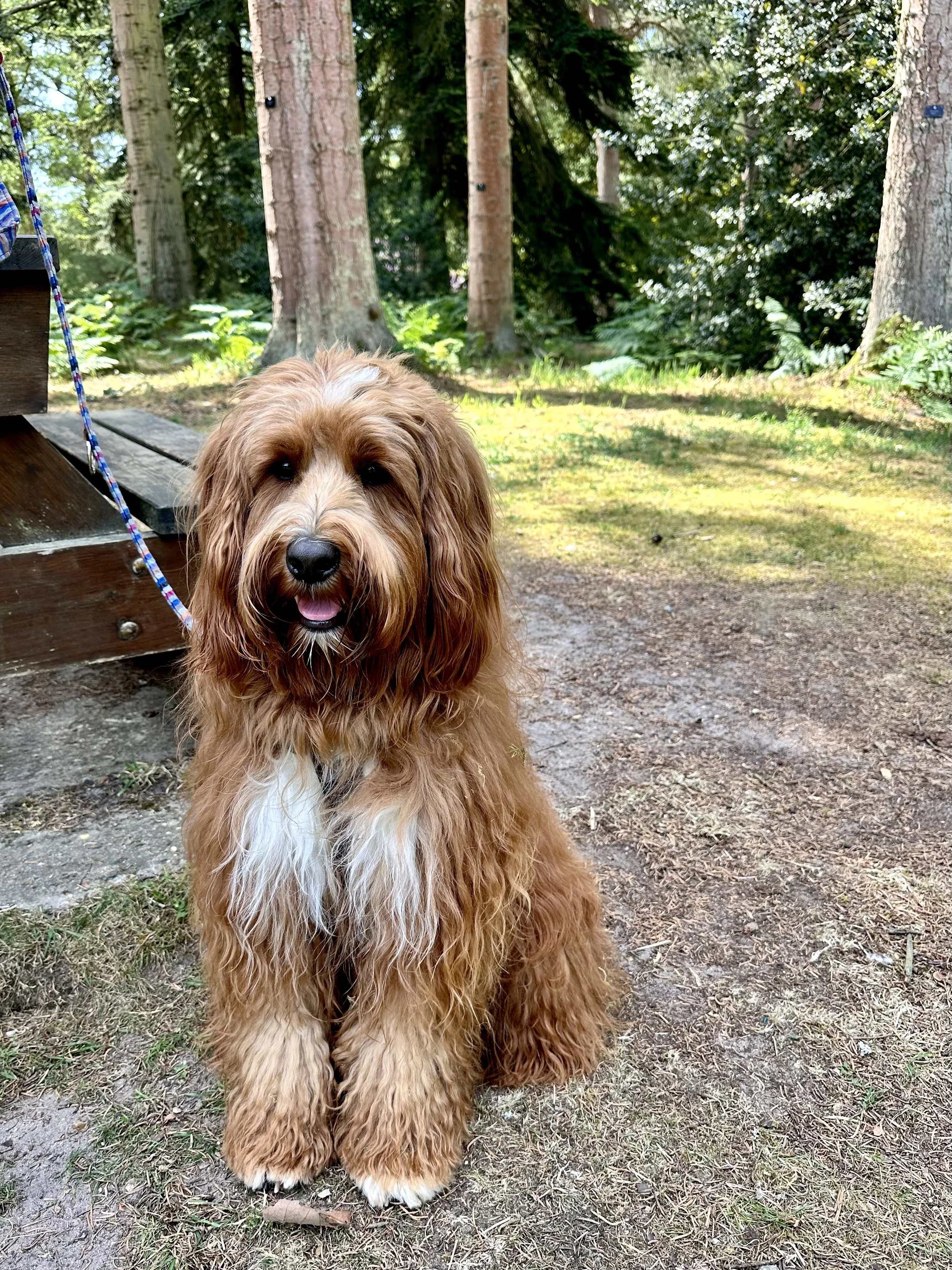 An Australian Labradoodle calmly observing the environment during a walk in Norfolk.