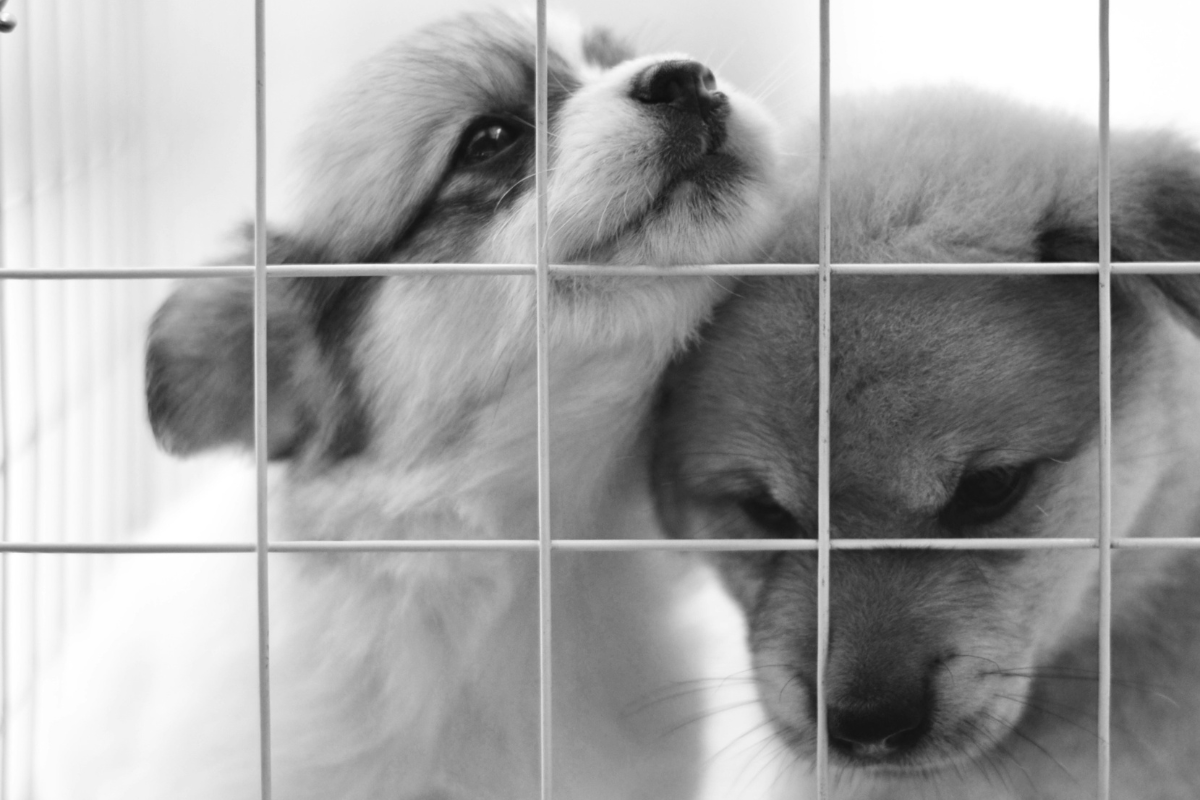 Crate Training or Puppy Pen: Which Is Best for Your Puppy?