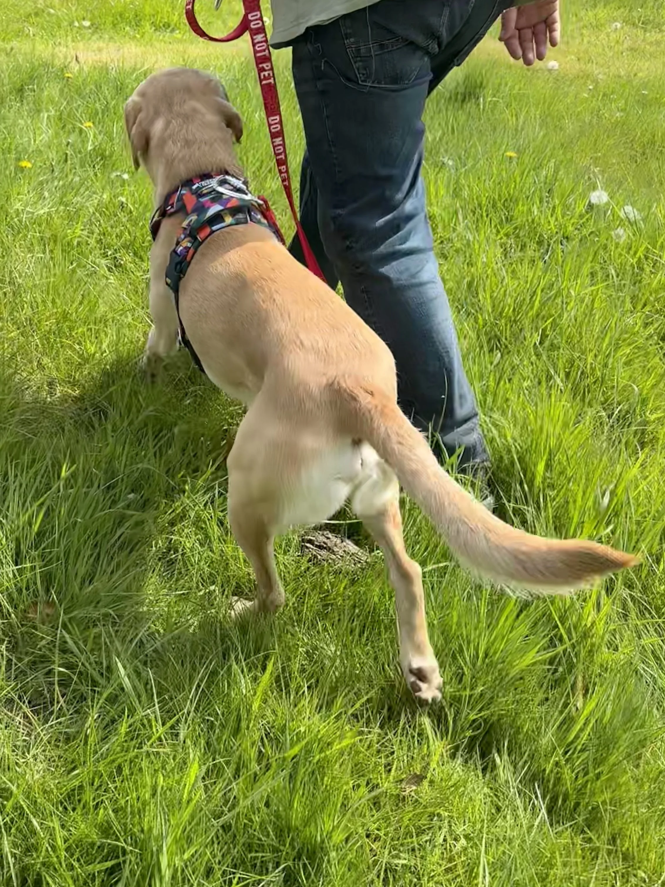 For many dogs, the goal is not to stop them noticing other dogs, but to help them stay engaged, moving and able to process the environment without becoming stuck.