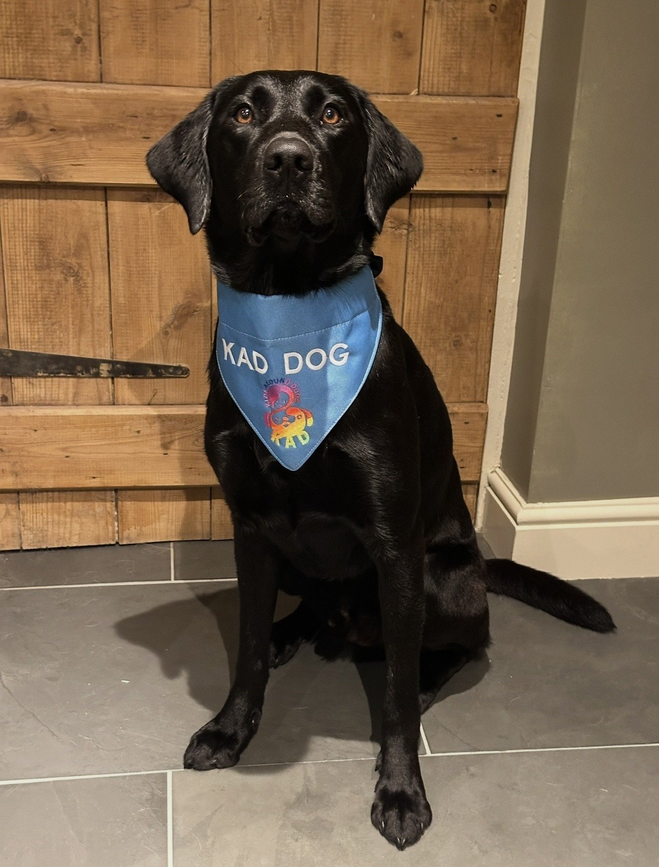 Archie, a black Labrador, sitting calmly wearing his blue Kids Around Dogs bandana.