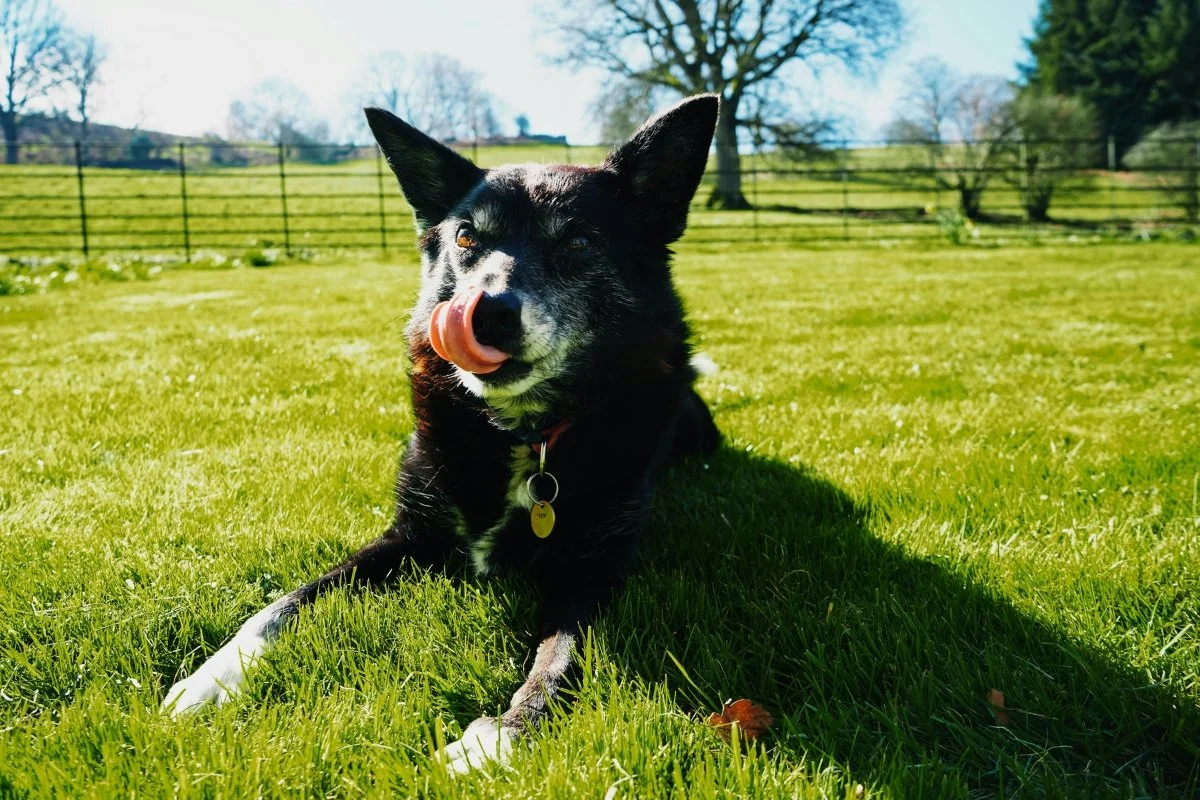 Rescue Dog Support: How to House Train an Older Rescue Dog