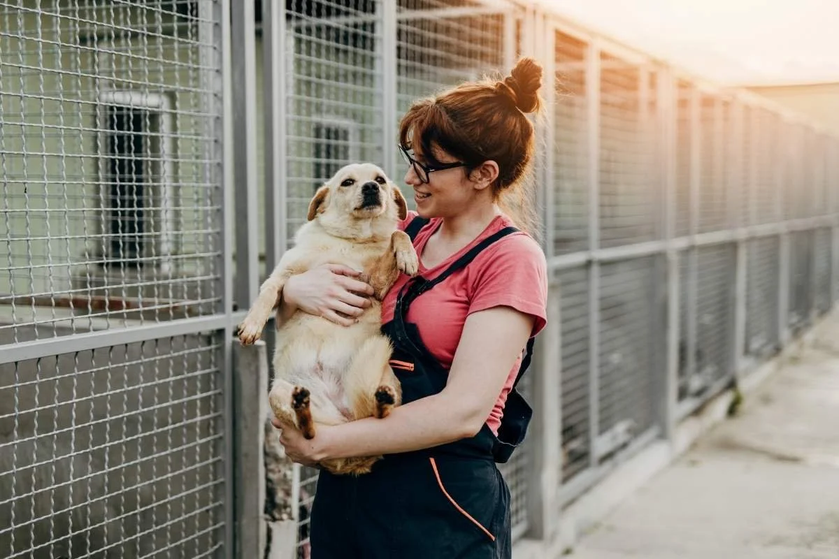 Can You Train a Rescue Dog? How Long It Takes & How to Start