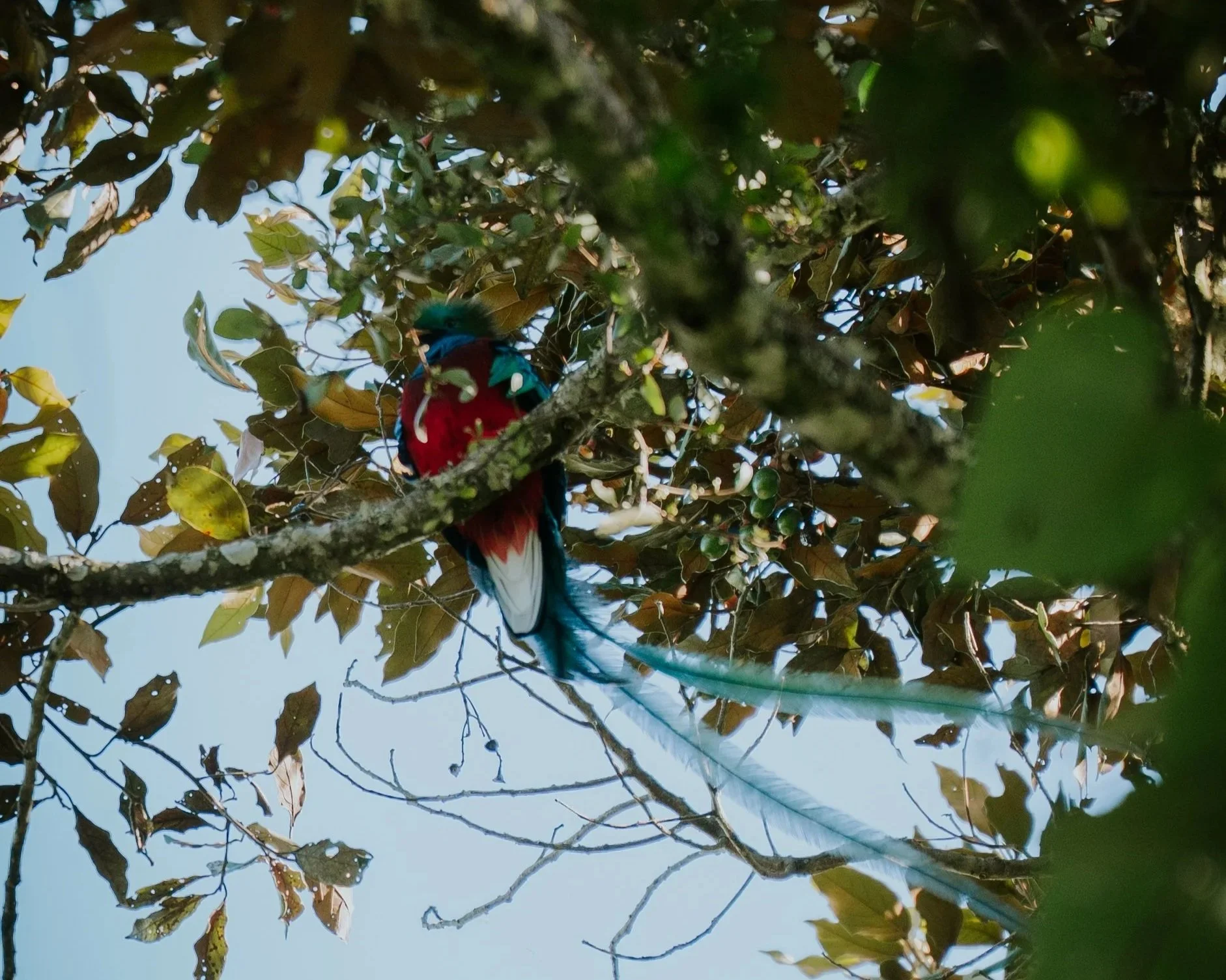 The Quetzal, Guatemala's National Bird