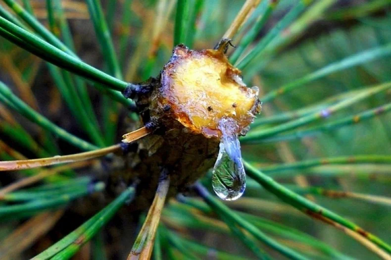 Bir ağaç dalının ucunda şeffaf damla damlıyor, etrafında yeşil yapraklar var.