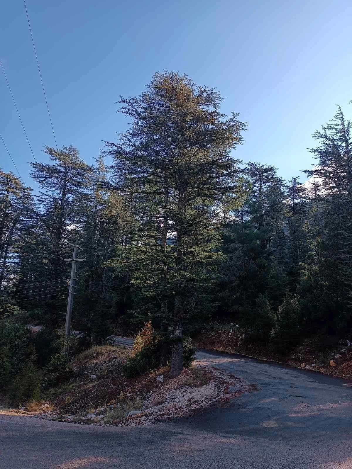 Dağlık alanda, eğimli yolda duran büyük çam ağaçları ve telefon direkleriyle çevrili bir orman manzarası.