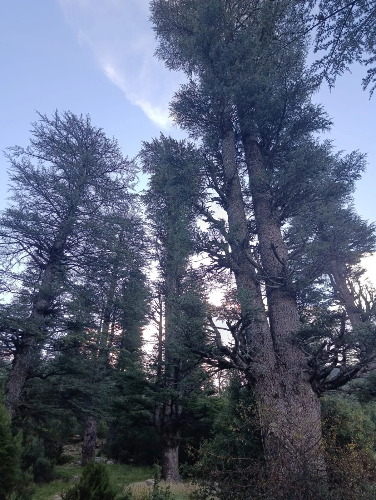 Yüksek sedir ağaçları, orman ve mavi gökyüzü.