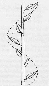 Bir bitki sapı ve yapraklarının çizimi.