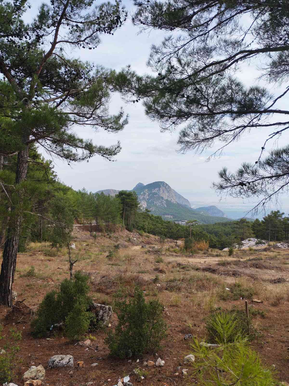 Ormangüllü ağaçlar ve dağların bulunduğu dağlık ve ormanlık bölge.