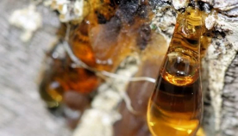 Açık kahverengi şişe ve sıvı içeren küçük cam şişe, taştan ve saman kırıntılarından oluşan arka planda.