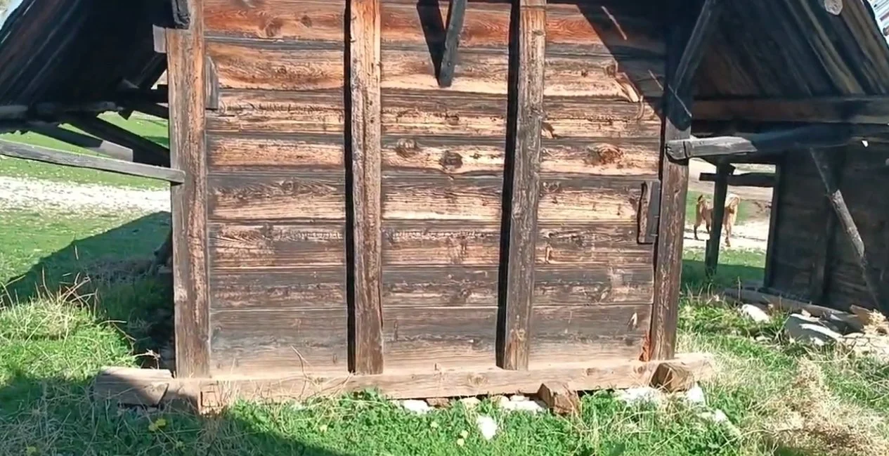 Ahşap yapı, kısmen yıkılmış veya hasar görmüş, doğal ortamda, yeşil çimenler ve arka planda birkaç köpek var.