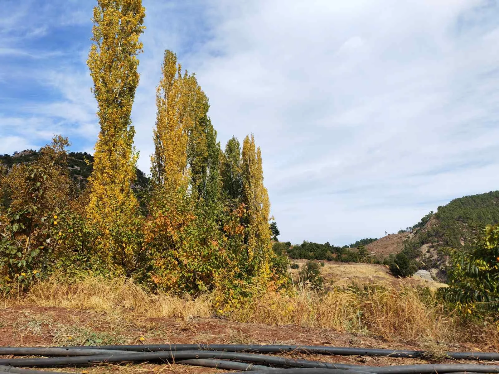 Kış mevsiminde, ağaçlar sararıp yapraklarını dökmüş, kurak ve doğal bir dağlık arazi ve gürültülü olmayan bir manzara.