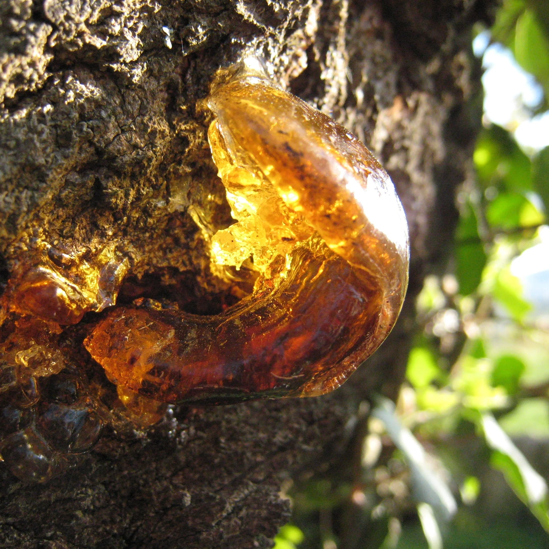 Ağaç gövdesinde kızıl kanatlı arı ve bal damlası.