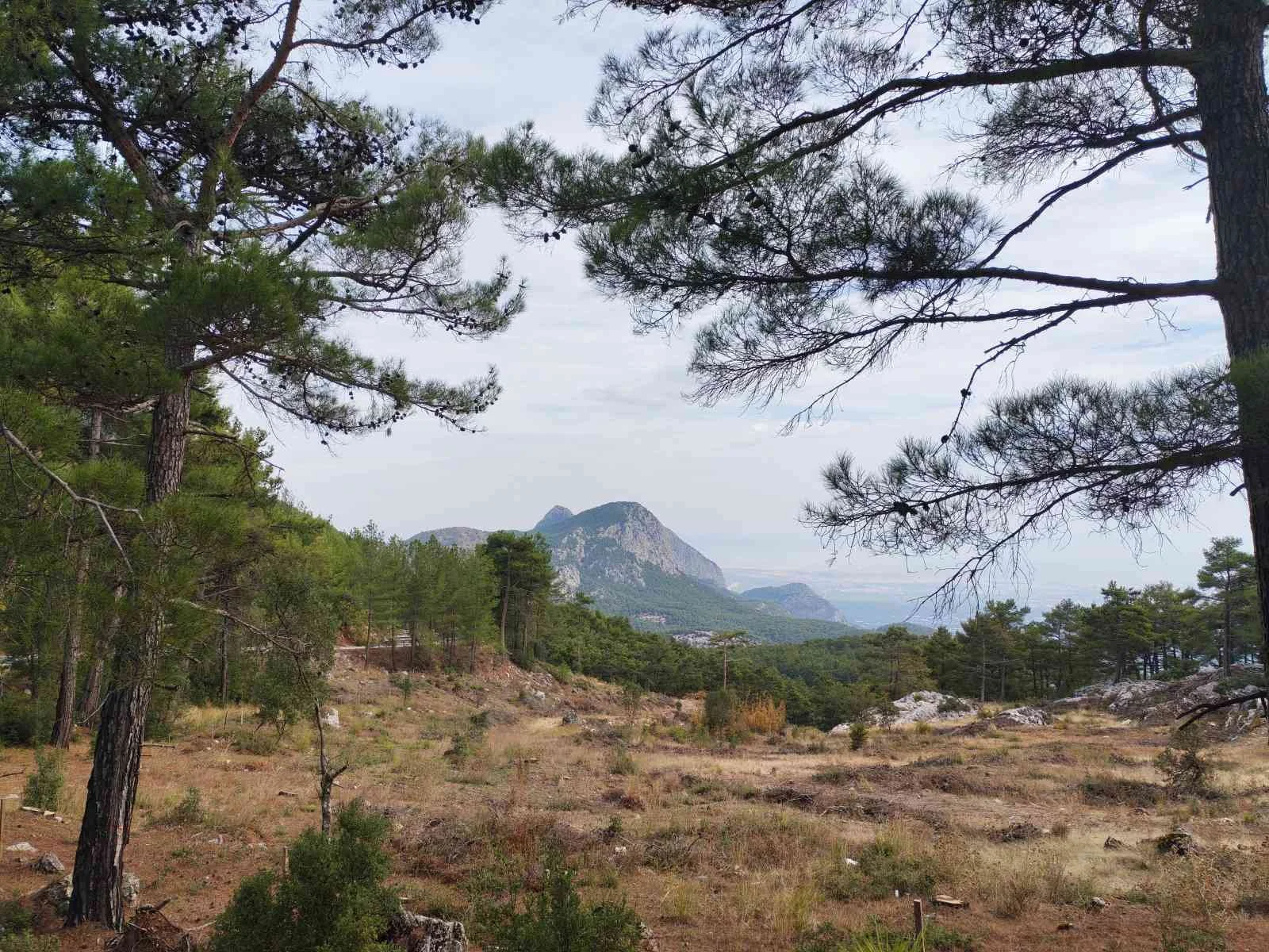 Dağların ve ağaçların olduğu bir doğa manzarası.