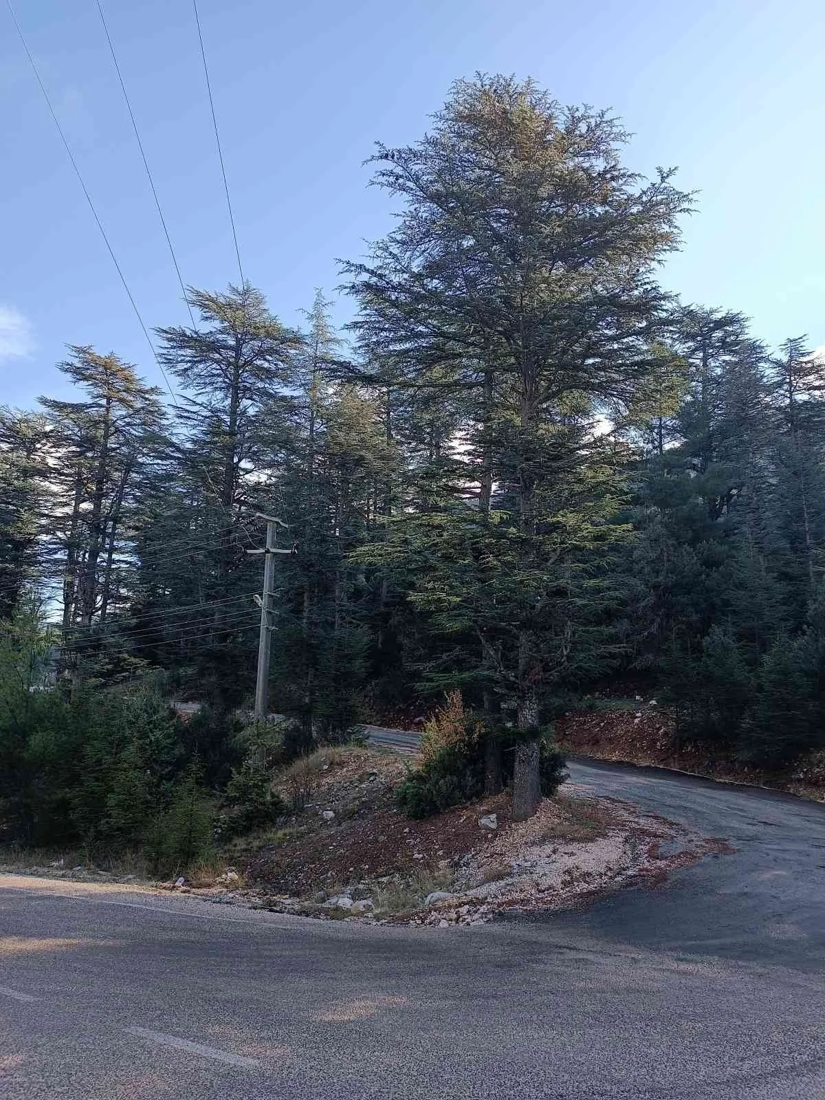 Dağlık alanda yol ve elektrik direği ile çevrelenmiş ormanlık alan.