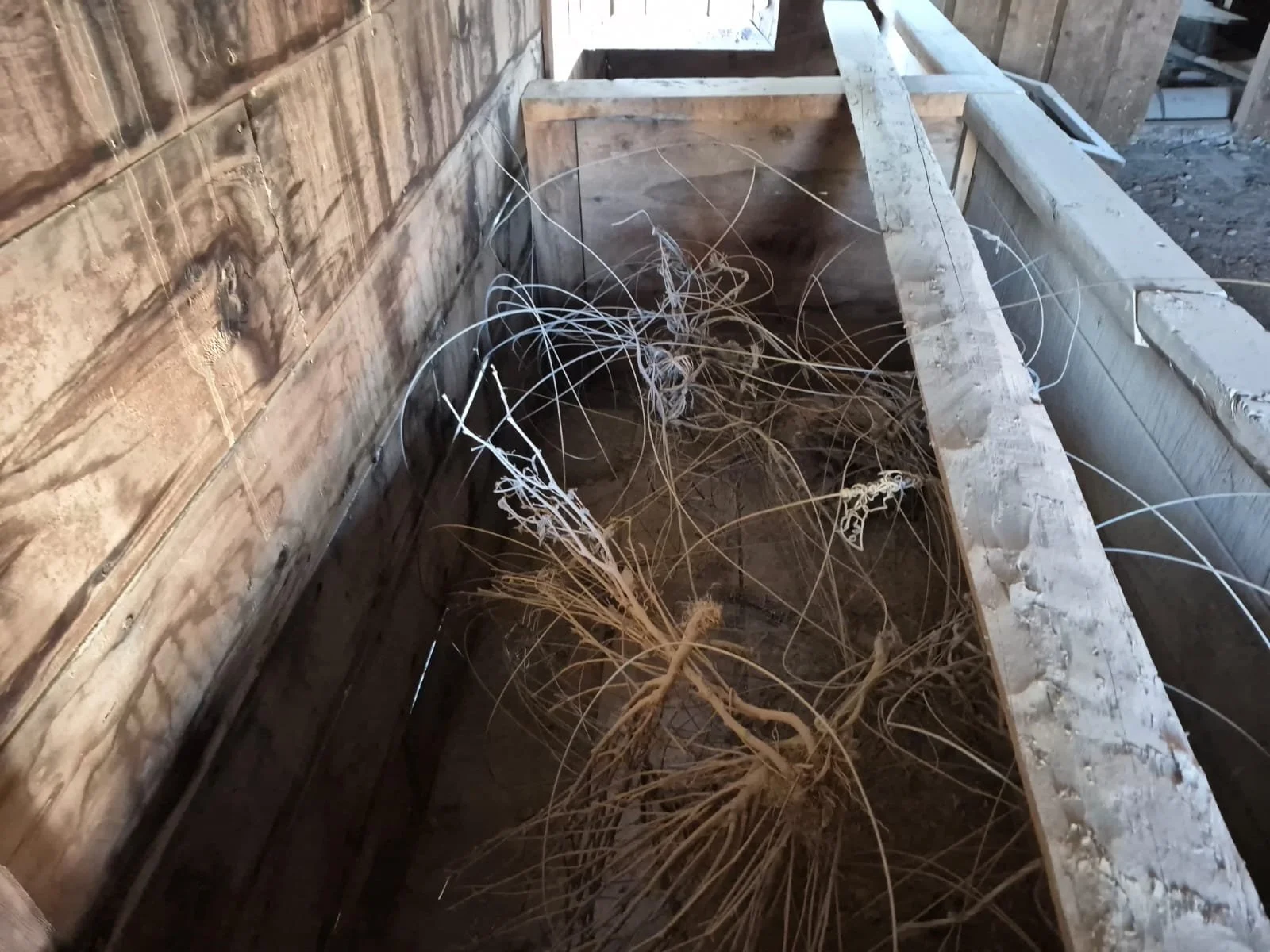 Ahşap yapılar ve toprak zemin üzerinde kuru otlar ve kökler.