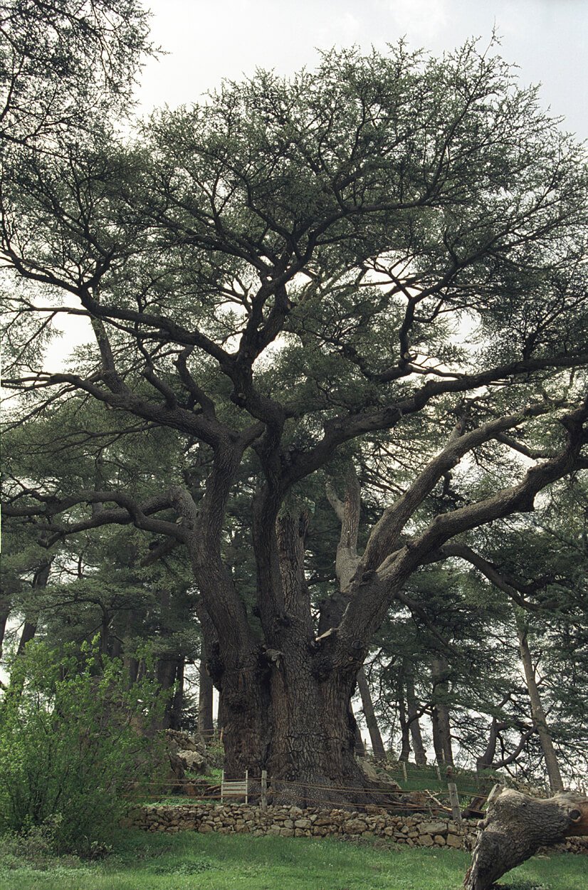 Yüzyıllar boyunca büyümüş büyük ve yaşlı bir ağaç, park alanında.