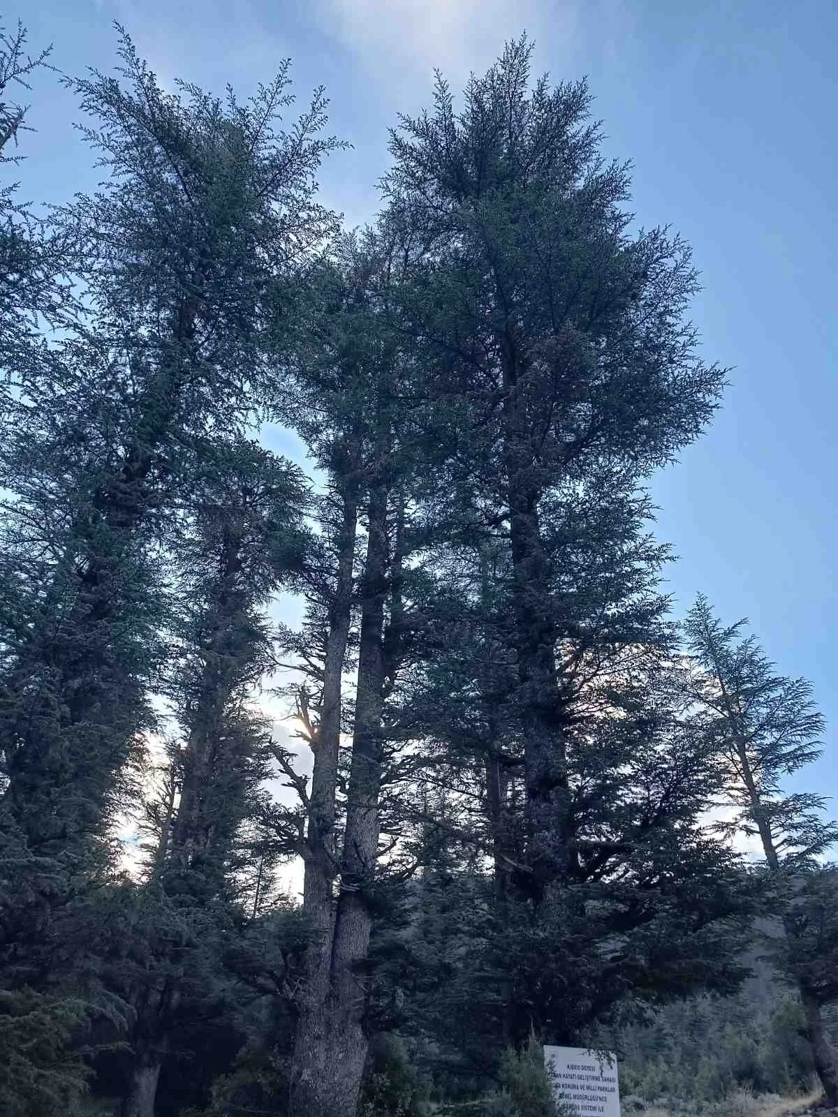 Ormanlık alanda birkaç büyük ağaç ve arka planda mavi gökyüzü, altında ise bir tabela var.