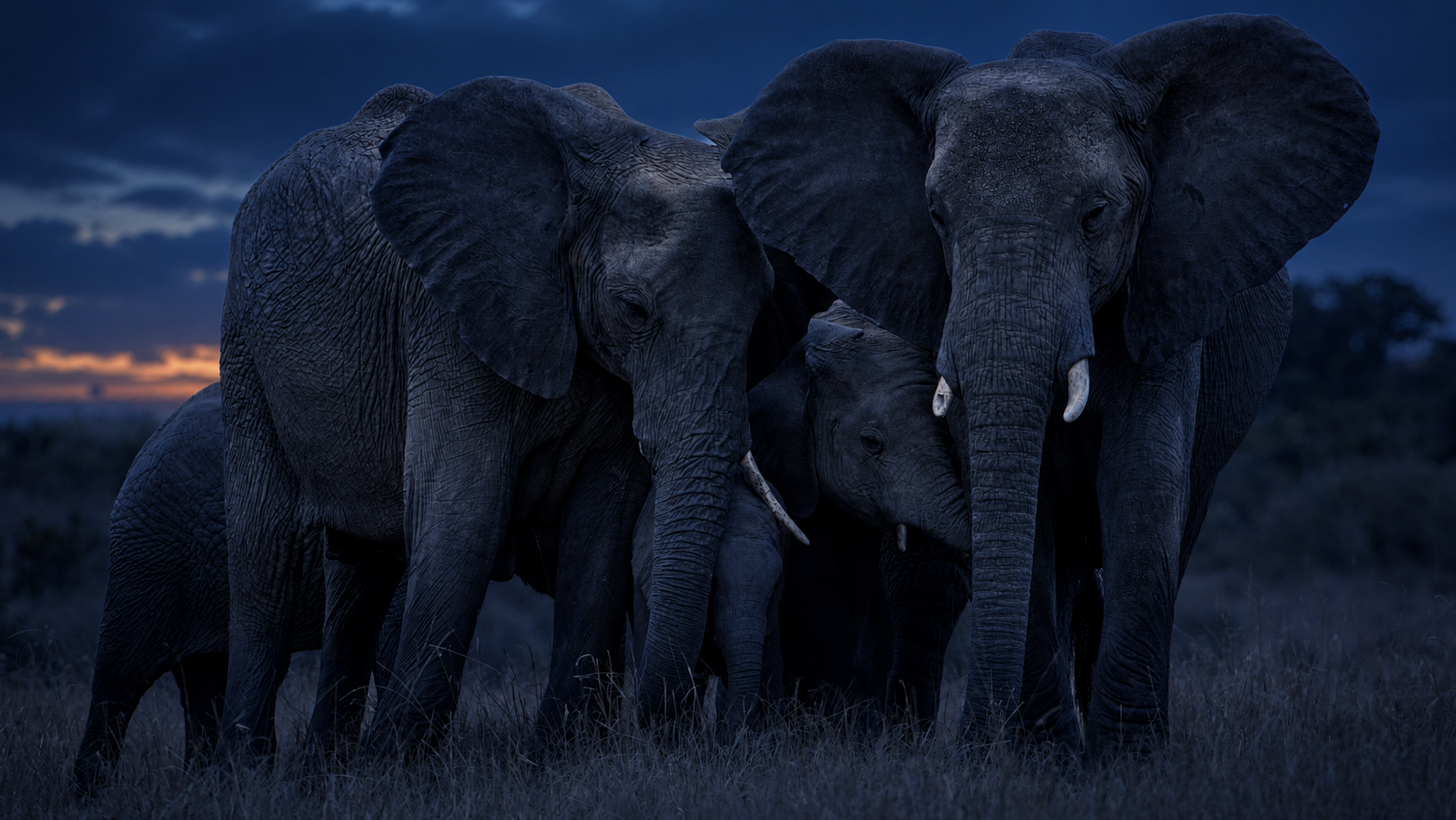A herd of three elephants walking through tall grass at dusk with a dark cloudy sky and a hint of sunset in the background.