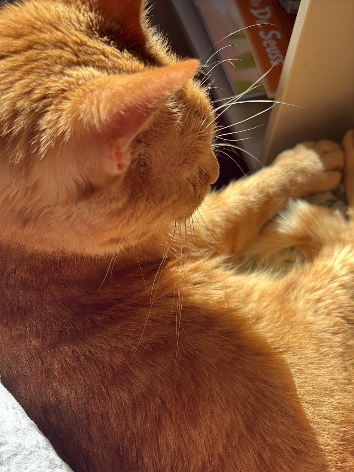 Scroll break for a vuuuurrry orange boy. This is Sugar Pop. He is a sweetheart and disapproves of gothic academia and the literary macabre in all forms, but still makes sure I get my word count in&mdash;even on these sunny, dreary days. 

#gothicroma