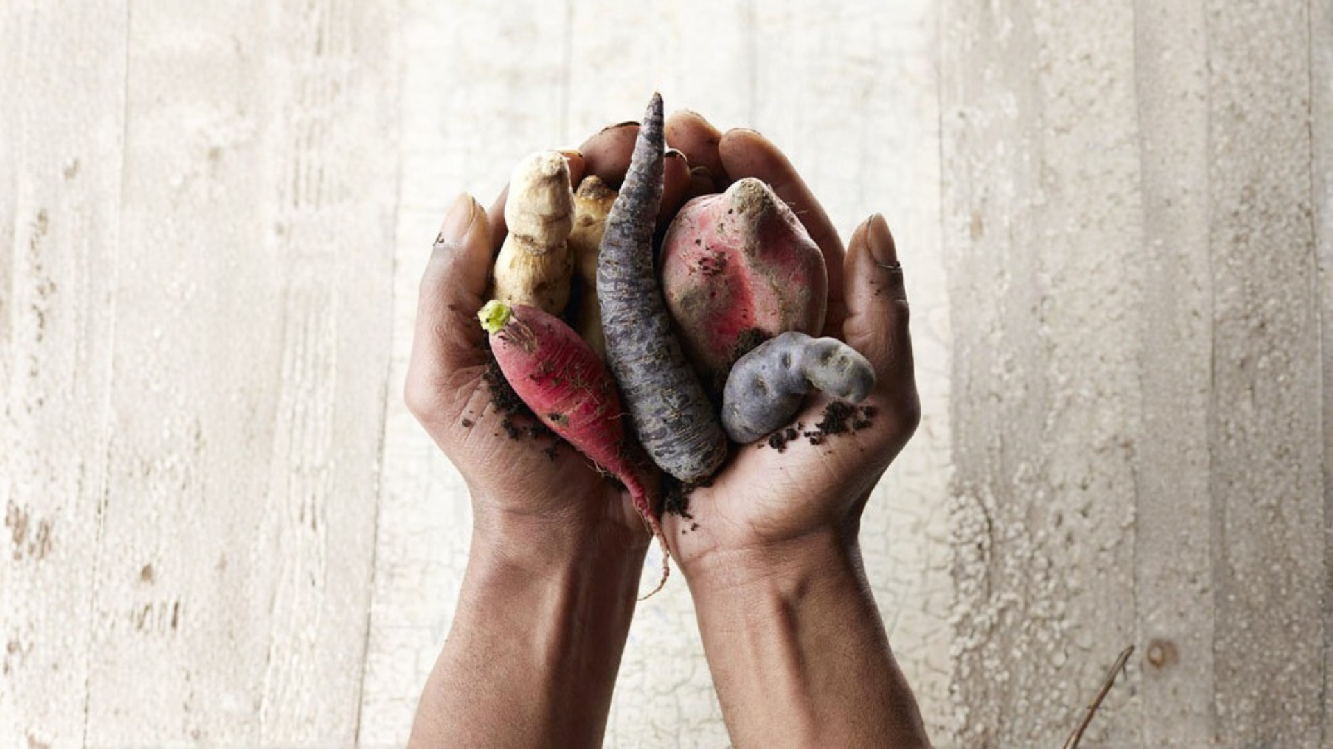 Main tenant des légumes racines tels que des carottes, des betteraves et des ignames, tous recouverts de terre.