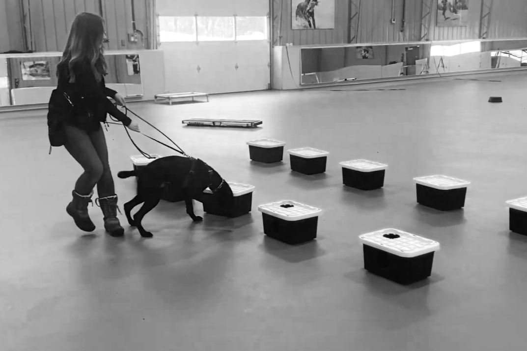 Dog Trainer Sara following a black labrador puppy as it performs scent detection on hidden odor in boxes in a spacious training room.