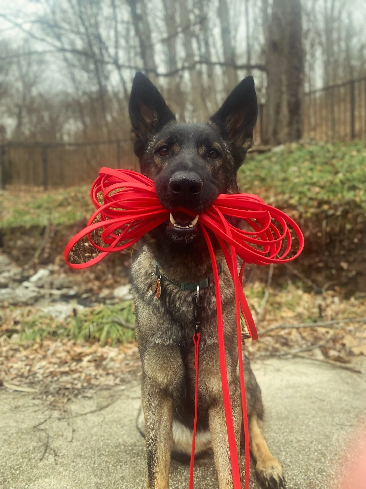 Have you ever used a long-line? 🐕

Long-lines are one of my favorite tools for safely introducing dogs to off-leash freedom. They give your dog room to explore, sniff, and make choices, while still keeping a safety line connected to you.

Use one in