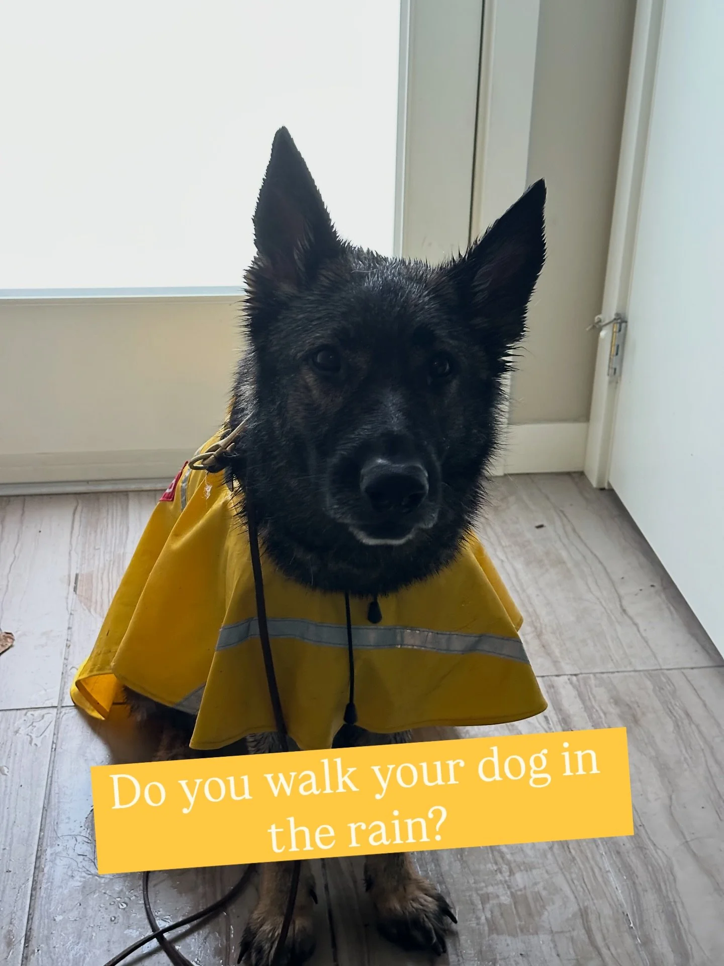Some dogs melt in the rain&hellip; and some learn to thrive in it ☔️

There was a discussion at the pet store today about dogs being afraid of the rain. And honestly, that&rsquo;s more common than people think.

Liberty used to be terrified of storms