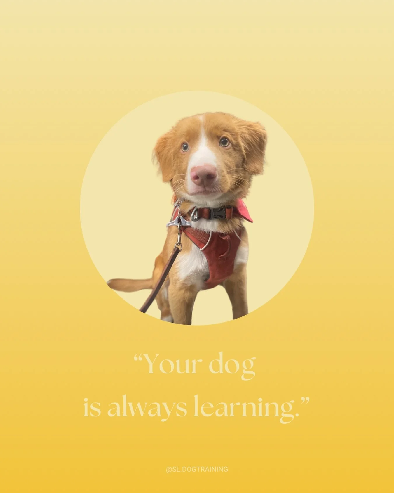 &ldquo;Your dog is always learning.&rdquo; 🤍
Every moment matters, so make it count with patience, clarity, and a little bit of love. 🐾✨
&bull;
#dogtraining #dogtrainer #positivetraining #dogsofinstagram #puppylove