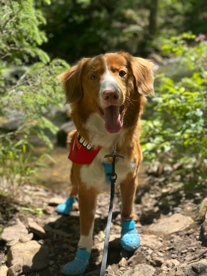 A brown and white dog wearing blue booties on rocks in a green outdoor setting, looking at the camera with its tongue out.