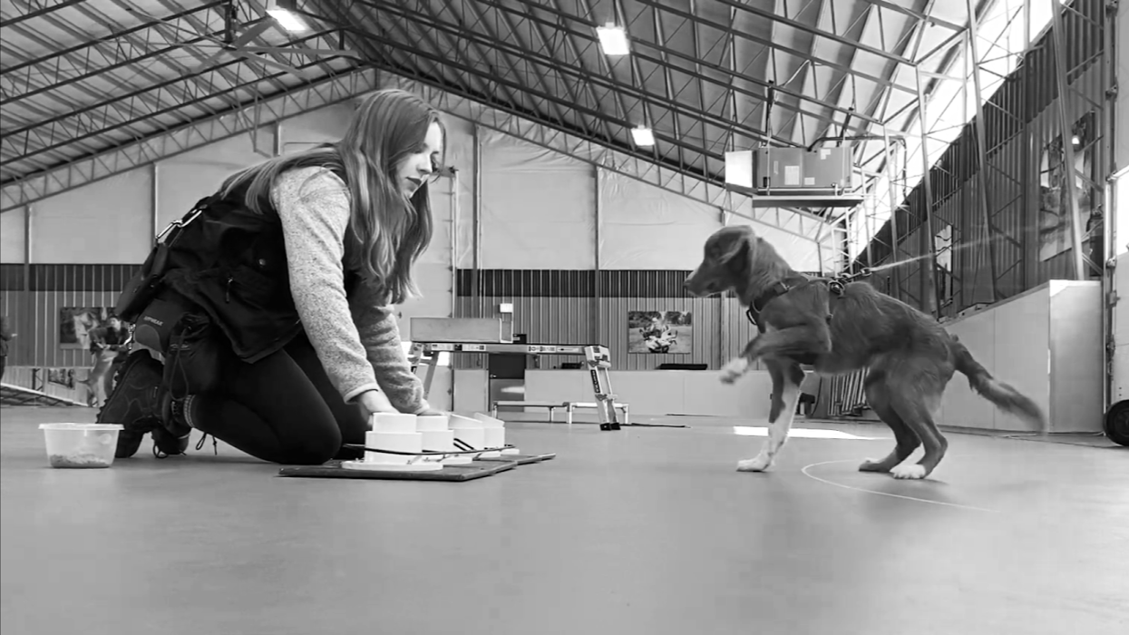 A woman kneeling on the floor with a dog in a training facility. The woman is smiling and the dog appears to be engaged in training. The facility has a high arched ceiling and glass walls.