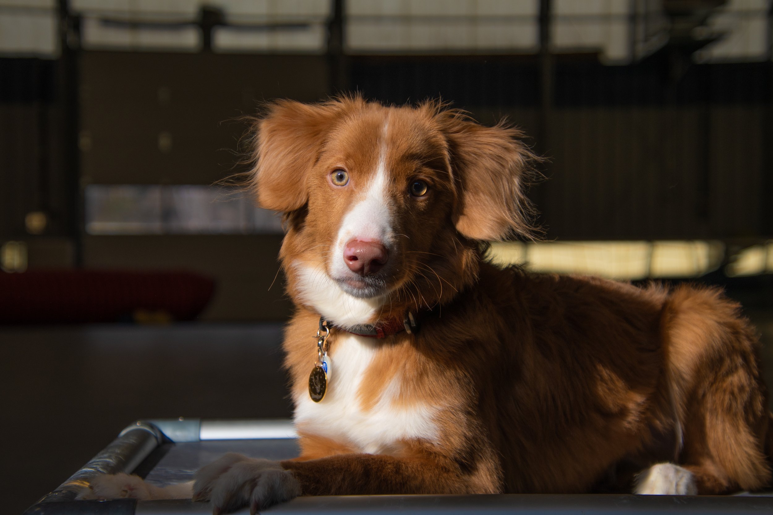 A Nova Scotia Duck Tolling Retriever looking calmly at the camera while laying politely on a dog training cot.