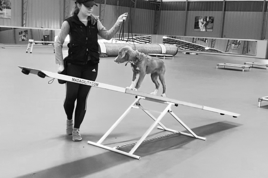 Dog Trainer Sara standing beside a Duck Toller puppy balancing on an agility see-saw in a spacious training facility.