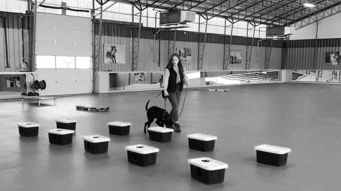 Woman training dog in an indoor facility with agility obstacles, including small platforms arranged in a pattern.