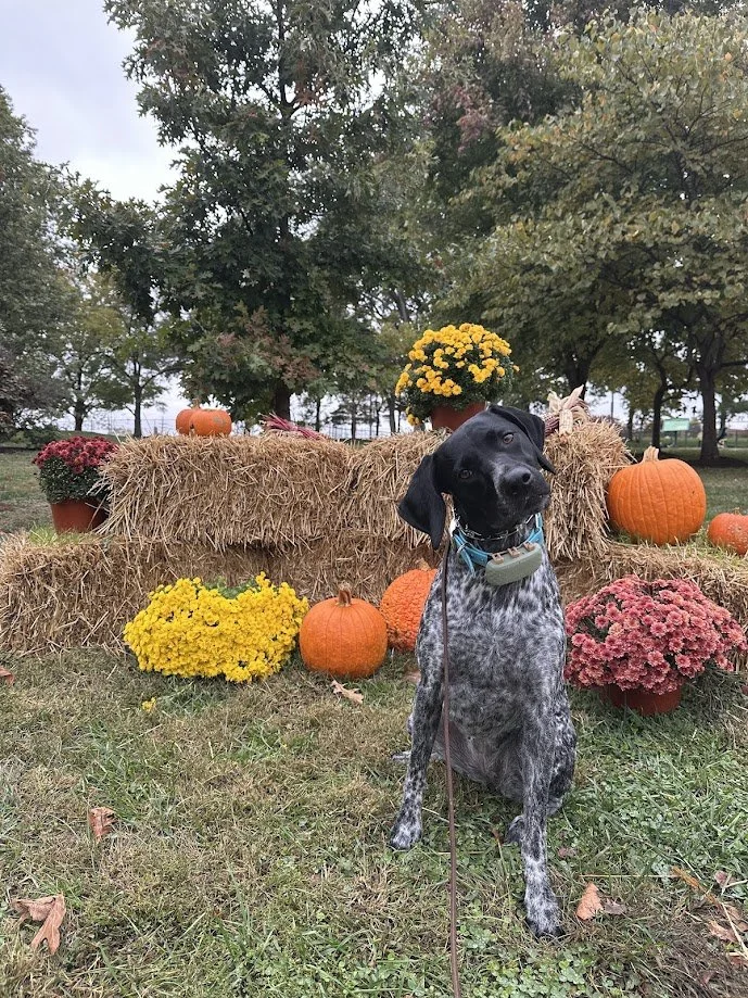 A black and white dog sitting in front of a fall display with pumpkins, yellow, orange, and pink mums, and hay bales in an outdoor park setting with trees in the background.