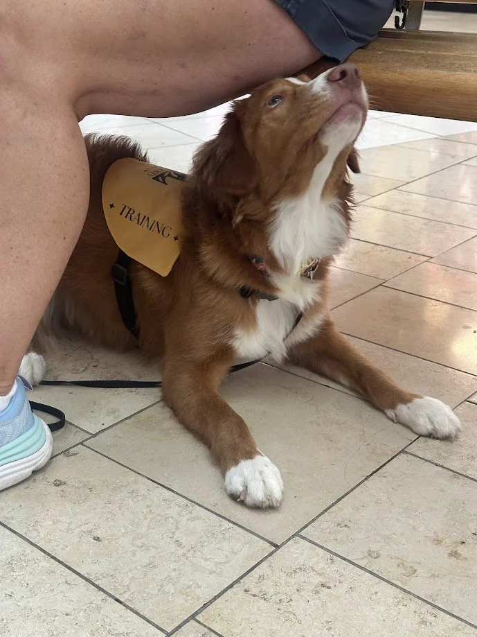 A brown and white Nova Scotia Duck Tolling Retriever puppy lying on the floor with a yellow vest that says 'Training' on it, next to a person's leg.