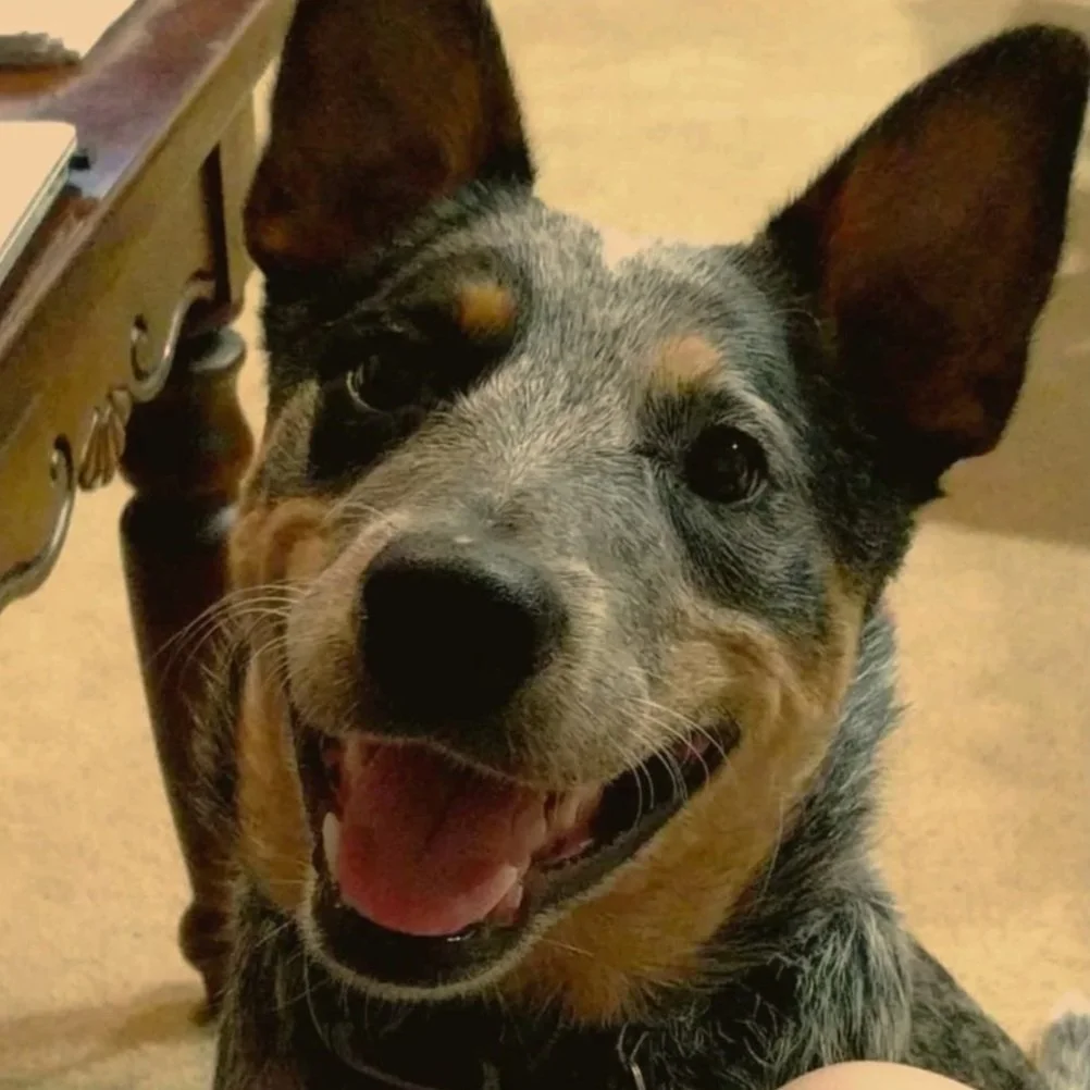 A Blue Australian Cattle Dog Heeler smiling at the camera