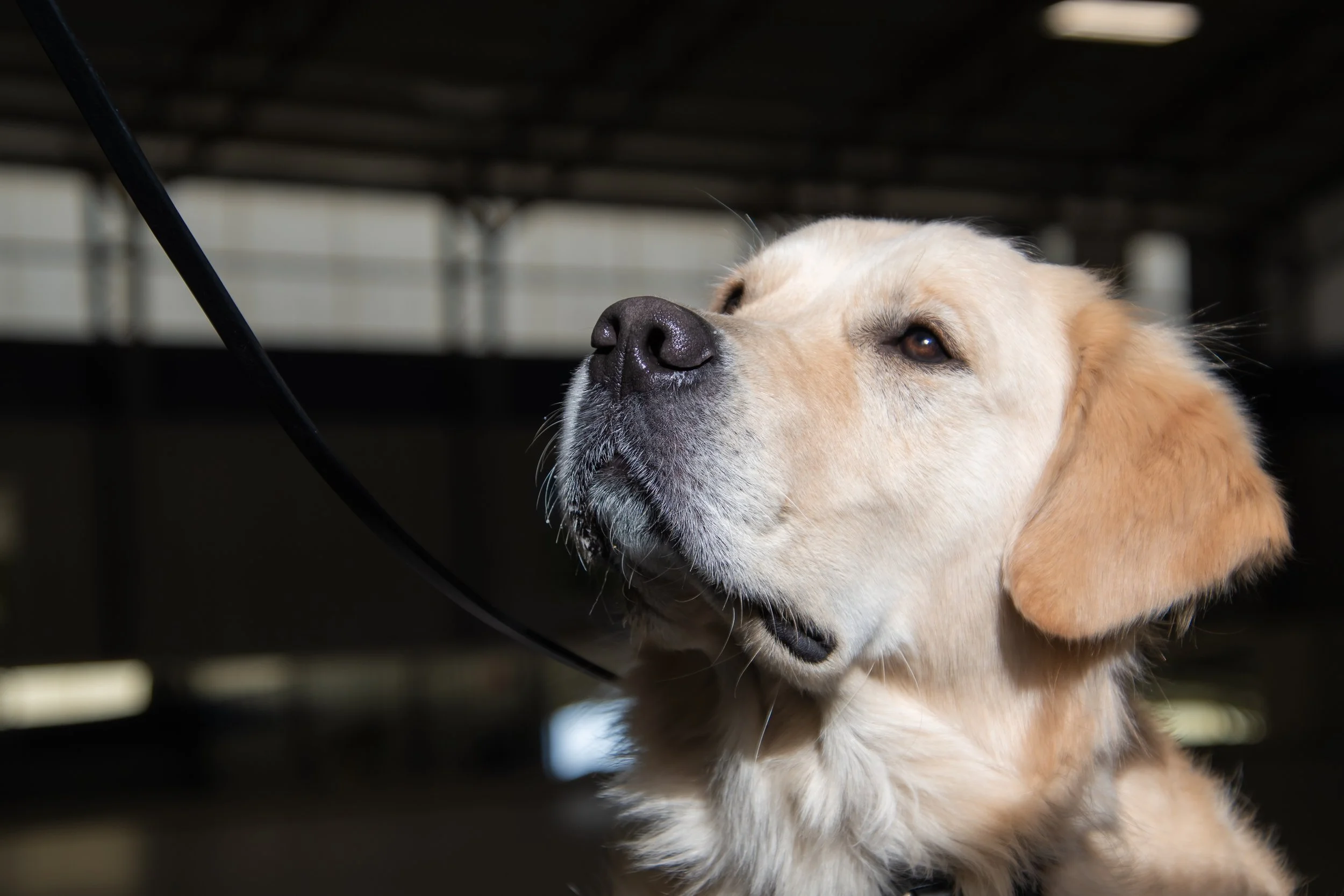 Drop-In Training Walk