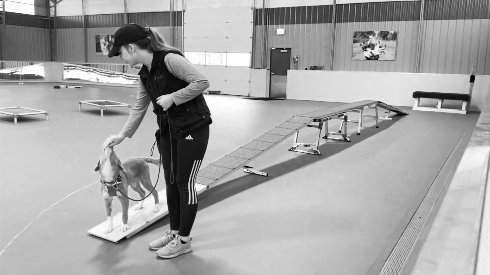 A person with a dog training in an indoor dog agility course, with a ramp and obstacles in the background.